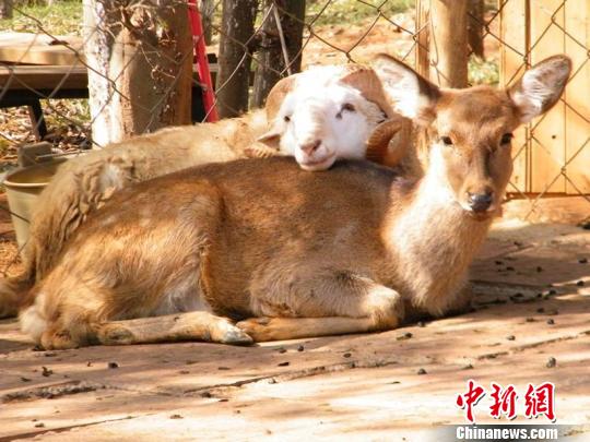 Changmao and his bride to be, Chunzi.