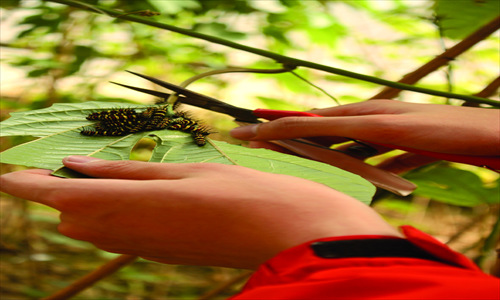 collecting butterfly larvae, or caterpillars
