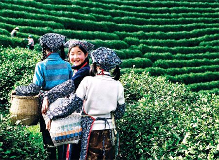 The Venice of the Orient', as Hangzhou is sometimes called, has plenty of water resources and favorable weather for growing tea trees.(Source:China Daily)