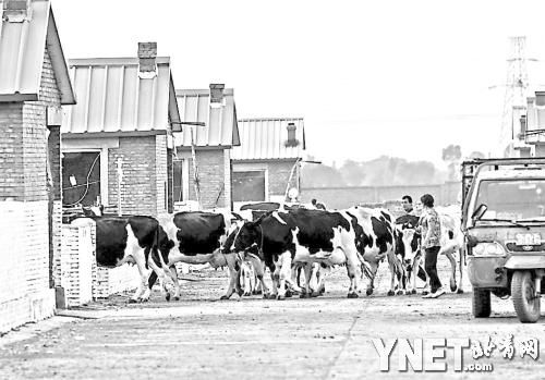 Currently, Mengniu buys about 82 percent of the milk it processes from large-scale farms, and the rest comes from small farmers.