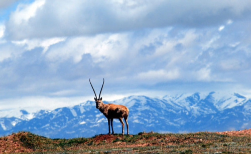 A Tibetan antelope grazes in the Hoh Xil Nature Reserve in Northwest China's Qinghai province. Xinhua