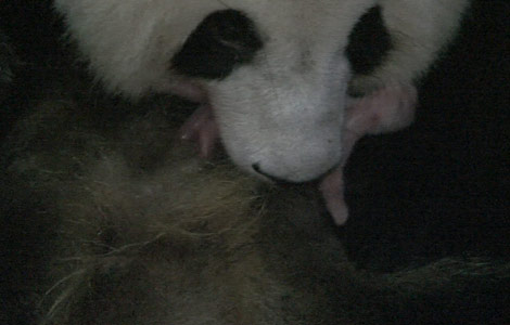 Si Yuan, the new mother, and her cub. [Huang Zhiling/China Daily]