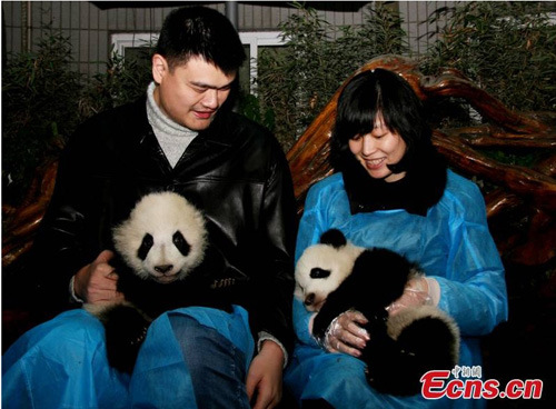 Retired NBA center Yao Ming and his wife Ye Li pose for a photo shooting with panda cubs at the Chengdu Research Base of Giant Panda Breeding in southwestern China's Sichuan Province, January 11, 2012. [CNS Photo/An Yuan]
