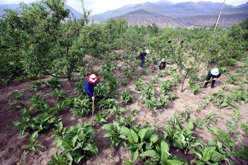 Farmers work in a field of herbs in Nyingchi, the Tibet autonomous region, in May 2011. Wang Ying / Xinhua