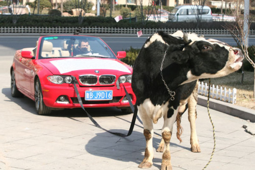 A cow drags a red BMW in Qingdao, Shandong province, Feb 19, 2013. Li Liangkui spent 1,000 yuan to hire the cow to stage a protest after a repair shop repeatedly failed to fix his car since October.[Photo/asianewsphoto]