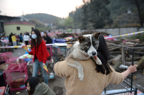 Volunteers look after dogs rescued by police from a truck in Qijiang country in Chongqing on Tuesday. The dogs were to be slaughtered for food in Zhanjiang, Guangdong province. [For China Daily]