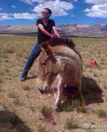 The photo posted on Monday shows a laughing man with bloody hands standing behind a terrified kiang, a first class national protected animal. [Photo from weibo.com] 