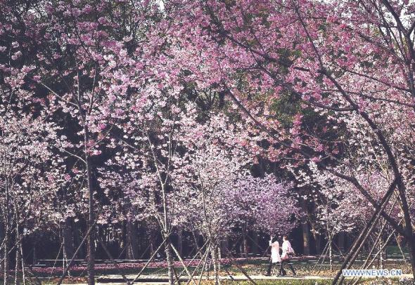 Tourists enjoy cherry blossoms at the Moshan scenic spot in Wuhan, capital of central China's Hubei Province, March 12, 2015. As weather warms up, cherry blossoms here are in full bloom. (Photo: Xinhua/Xiao Yijiu) Tourists enjoy cherry blossoms at the Moshan scenic spot in Wuhan, capital of central China's Hubei Province, March 12, 2015. As weather warms up, cherry blossoms here are in full bloom. (Photo: Xinhua/Xiao Yijiu)