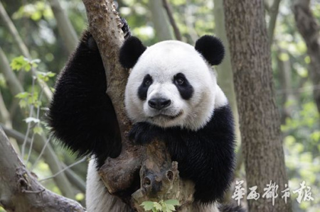(File photo of the male panda/West China City Daily) (File photo of the male panda/West China City Daily)