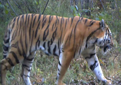 A wild tiger captured on a hi-resolution camera on Dec 18, 2013, in Harbin, the capital of Heilongjiang province. (Photo/Xinhua)