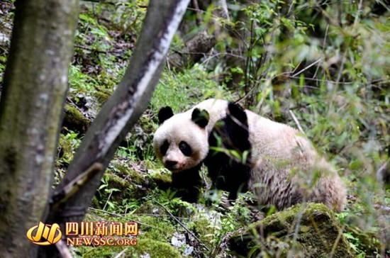 (Photo/Newssc.org)