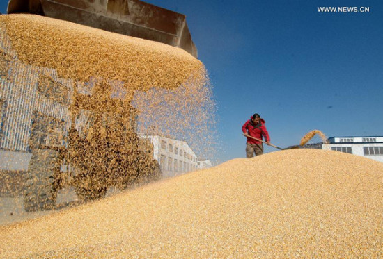 An employee of the Qilihe National Grain Depot airs corn in Yixian county, Jinzhou city, Northeast China's Liaoning province, Nov 13, 2014. (Photo/Xinhua) An employee of the Qilihe National Grain Depot airs corn in Yixian county, Jinzhou city, Northeast China's Liaoning province, Nov 13, 2014. (Photo/Xinhua)