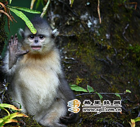 (Photo/www.xgll.com.cn) (Photo/www.xgll.com.cn)