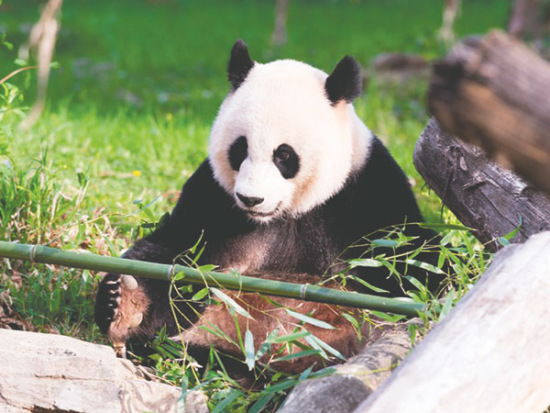Mei Xiang, a female giant panda at the National Zoo in Washington, is expected to be artificially inseminated in the next two weeks with frozen semen transported from China. (Connor Mallon/Smithsonian's National Zoo)