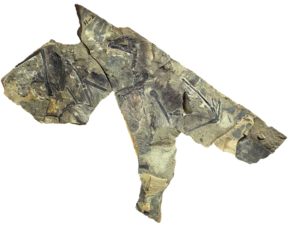 The only known specimen of the new dinosaur named Qiyi,which means fantastic wing in English. (Photo provided to chinadaily.com.cn) The only known specimen of the new dinosaur named Qiyi,which means fantastic wing in English. (Photo provided to chinadaily.com.cn)