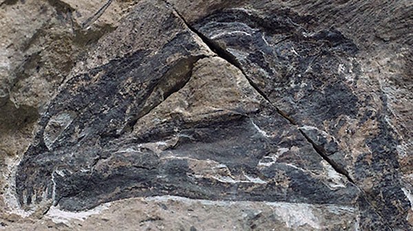 A close-up of the new dinosaur's skull. (Photo provided to chinadaily.com.cn) A close-up of the new dinosaur's skull. (Photo provided to chinadaily.com.cn)