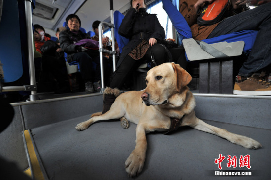 A guide dog is a on bus in Feb. (Photo/China News Service) A guide dog is a on bus in Feb. (Photo/China News Service)