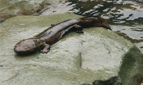 Chinese giant salamander Chinese giant salamander