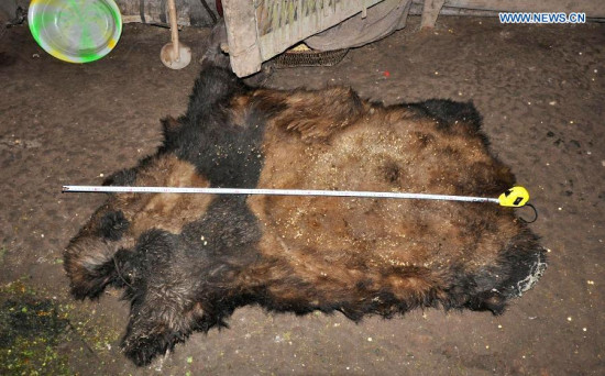 Undated photo shows the fur of a panda killed by poachers. Ten people have been apprehended in southwest China's Yunnan Province for killing a panda and trading in its meat, local authorities confirmed on Wednesday. The suspects allegedly killed a giant panda in Zhaotong, northeast Yunnan. Of the ten suspects, three have been formally arrested, a forestry official told Xinhua. Giant pandas are one of the world's most endangered species. About 1,600 live in the wild, mostly in the mountains of Sichuan and Shaanxi provinces, while more than 300 live in captivity. (Xinhua) Undated photo shows the fur of a panda killed by poachers. Ten people have been apprehended in southwest China's Yunnan Province for killing a panda and trading in its meat, local authorities confirmed on Wednesday. The suspects allegedly killed a giant panda in Zhaotong, northeast Yunnan. Of the ten suspects, three have been formally arrested, a forestry official told Xinhua. Giant pandas are one of the world's most endangered species. About 1,600 live in the wild, mostly in the mountains of Sichuan and Shaanxi provinces, while more than 300 live in captivity. (Xinhua)