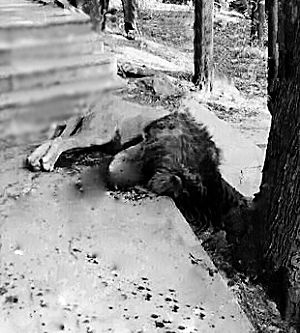 The lion was shot dead at a zoo. The lion was shot dead at a zoo.