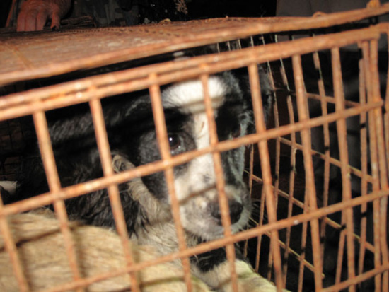 One of the dogs that volunteers saved from dog catchers peeks out from his cage in Yulin in 2014. (Photo: China Daily/Hou Liqiang)
