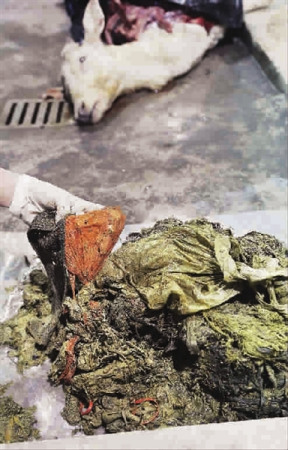 Each deer was found to have around six kilograms of inedible material in its stomach. Each deer was found to have around six kilograms of inedible material in its stomach.