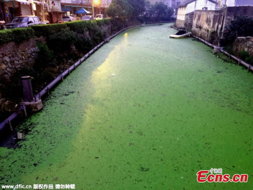 An algae bloom covers a 2km-section of a river in Wenling city, East China’s Zhejiang province, May 26, 2015. (Photo/IC) An algae bloom covers a 2km-section of a river in Wenling city, East China’s Zhejiang province, May 26, 2015. (Photo/IC)