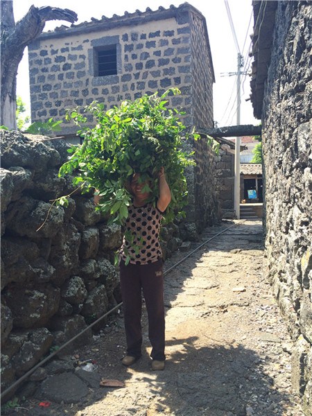 A woman carries vegetable home to feed her goats in Sanqing village, June 9, 2015. (Photo by Jiang Wanjuan/chinadaily.com.cn) A woman carries vegetable home to feed her goats in Sanqing village, June 9, 2015. (Photo by Jiang Wanjuan/chinadaily.com.cn)
