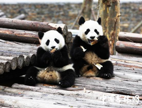 (Photo/www.chinajilin.com.cn)