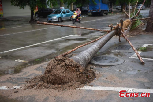 Strong winds brought by typhoon Kujira topple trees in downtown Qionghai, South China’s Hainan province, June 23, 2015. (Photo: China News Service/Meng Zhongde) Strong winds brought by typhoon Kujira topple trees in downtown Qionghai, South China’s Hainan province, June 23, 2015. (Photo: China News Service/Meng Zhongde)