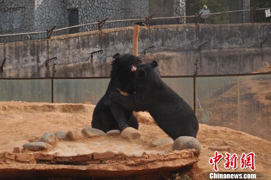 Two Asian black bears are in the Wildlife Rescue and Rehabilitation Center of Yunnan. (Photo/Bai Tuo) Two Asian black bears are in the Wildlife Rescue and Rehabilitation Center of Yunnan. (Photo/Bai Tuo)