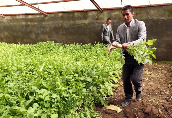 Villagers in Machali earn extra money from the vegetables they grow in greenhouses.(WANG JING/CHINA DAILY) Villagers in Machali earn extra money from the vegetables they grow in greenhouses.(WANG JING/CHINA DAILY)