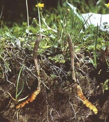 File photo shows excessive digging of caterpillar fungus on the Qinghai-Tibet Plateau. (File photo)