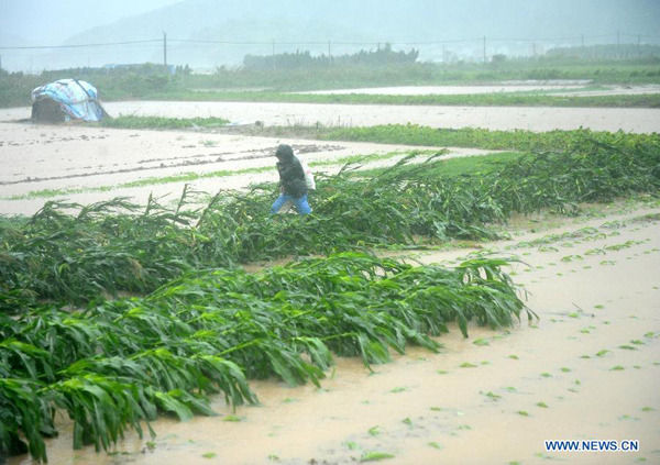A farmer checks his losses in Zhoushan, east China's Zhejiang Province, July 11, 2015. Typhoon Chan-Hom, the ninth typhoon this year, landed at 4:40 p.m. in Zhujiajian Township of Putuo District in the island city of Zhoushan, packing winds of up to 45 meters per second, according to the provincial meteorological station. (Xinhua/Hu Sheyou) A farmer checks his losses in Zhoushan, east China's Zhejiang Province, July 11, 2015. Typhoon Chan-Hom, the ninth typhoon this year, landed at 4:40 p.m. in Zhujiajian Township of Putuo District in the island city of Zhoushan, packing winds of up to 45 meters per second, according to the provincial meteorological station. (Xinhua/Hu Sheyou)