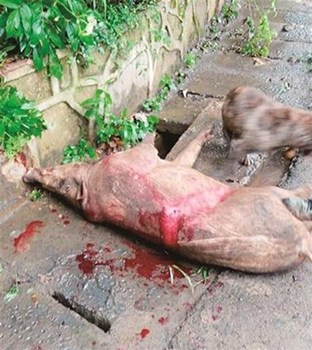 A dangerous wild boar that had been roaming around the prestigious Wuhan University has been shot dead by local police.(Photo/ndapp.oeeee.com) A dangerous wild boar that had been roaming around the prestigious Wuhan University has been shot dead by local police.(Photo/ndapp.oeeee.com)
