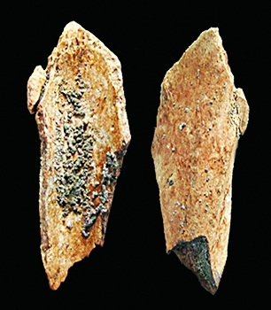 Two fossilized bones of ancient Chinese man. () Two fossilized bones of ancient Chinese man. ()