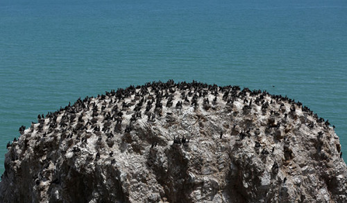 Flocks of cormorants nesting on Bird Island at the Qinghai Lake National Nature Reserve. (Photo by Wang Jing/China Daily) Flocks of cormorants nesting on Bird Island at the Qinghai Lake National Nature Reserve. (Photo by Wang Jing/China Daily)