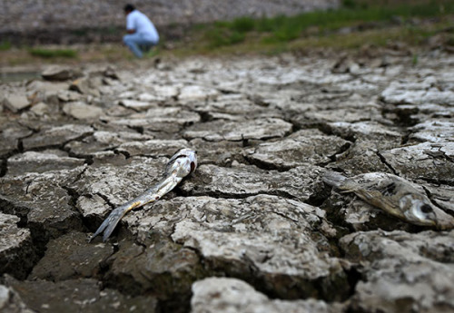 Dead fish lie in a dry riverbed in Dalian, Liaoning province, on Tuesday. Northeastern China is experiencing a drought. (Li Gang/Xinhua) Dead fish lie in a dry riverbed in Dalian, Liaoning province, on Tuesday. Northeastern China is experiencing a drought. (Li Gang/Xinhua)