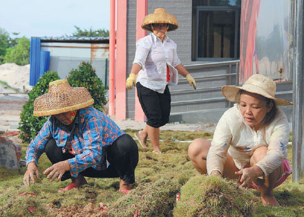 Workers lay turf on Yongxing Island on July 22 as part of local government measures to improve the environment. (Xu Wei/China Daily) Workers lay turf on Yongxing Island on July 22 as part of local government measures to improve the environment. (Xu Wei/China Daily)