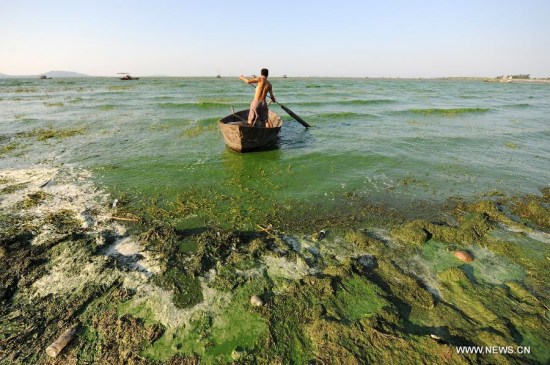 A fisherman paddles in Chaohu Lake of Hefei, east China's Anhui Province, July 30, 2015. Blue-green algae expanded rampantly in Chaohu Lake due to the temperature got warmer recently. (Photo: Xinhua/Yang Xiaoyuan) A fisherman paddles in Chaohu Lake of Hefei, east China's Anhui Province, July 30, 2015. Blue-green algae expanded rampantly in Chaohu Lake due to the temperature got warmer recently. (Photo: Xinhua/Yang Xiaoyuan)