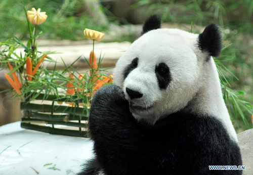 File picture taken on Aug. 23, 2014, shows female giant panda Liang Liang during her birthday party at the National Zoo in Kuala Lumpur. (Photo: Xinhua/Chong Voon Chung) File picture taken on Aug. 23, 2014, shows female giant panda Liang Liang during her birthday party at the National Zoo in Kuala Lumpur. (Photo: Xinhua/Chong Voon Chung)