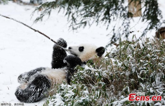 Giant panda Mei Xiang play in snow at the Smithsonian's National Zoo in Washington DC, Jan 27, 2015. (Photo/Agencies) Giant panda Mei Xiang play in snow at the Smithsonian's National Zoo in Washington DC, Jan 27, 2015. (Photo/Agencies)