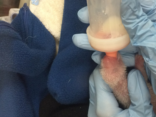 The smaller of the two giant panda cubs born last Saturday at the Smithsonians National Zoo died at 2:05pm Wednesday. (Photo/Provided to China Daily)