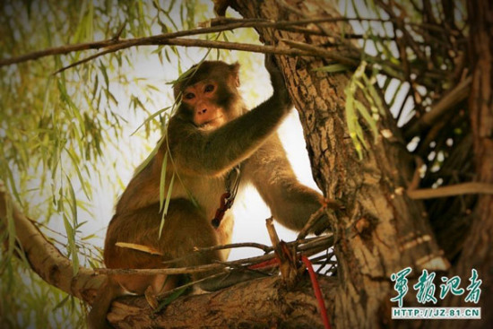 A trained macaque climbs a tree at the Beijing air force station. (Photo/jz.81.cn) A trained macaque climbs a tree at the Beijing air force station. (Photo/jz.81.cn)