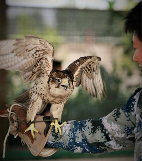 A saker falcon spreads its wings as it stands on a soldier's arm. (Photo/jz.81.cn) A saker falcon spreads its wings as it stands on a soldier's arm. (Photo/jz.81.cn)