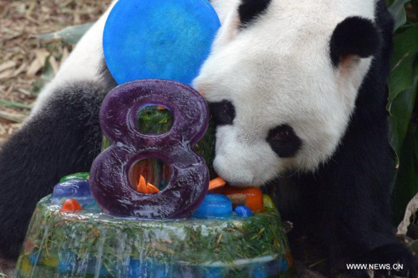 Panda Kai Kai eats birthday ice cake during its birthday party held at Singapore's River Safari, Sept. 3, 2015. Giant panda celebrities Kai Kai and Jia Jia celebrated their birthdays at Singapore's River Safari on Thursday. Female panda Jia Jia turns seven on Thursday while its mate, Kai Kai will soon turn eight on Sept. 14. (Photo: Xinhua/Then Chih Wey)
