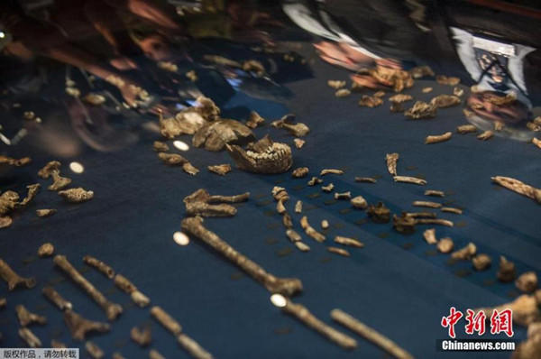 Fossils of a newly discovered ancient species, named Homo naledi, are pictured during their unveiling outside Johannesburg September 10, 2015. (Photo/Agencies) Fossils of a newly discovered ancient species, named Homo naledi, are pictured during their unveiling outside Johannesburg September 10, 2015. (Photo/Agencies)