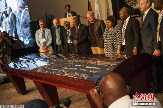 Fossils of a newly discovered ancient species, named Homo naledi, are pictured during their unveiling outside Johannesburg September 10, 2015. (Photo/Agencies) Fossils of a newly discovered ancient species, named Homo naledi, are pictured during their unveiling outside Johannesburg September 10, 2015. (Photo/Agencies)