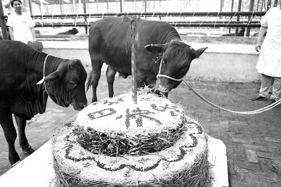 File photo of genetically modified cows, Meng Meng and Niu Niu, in 2013. (www.gmw.cn) File photo of genetically modified cows, Meng Meng and Niu Niu, in 2013. (www.gmw.cn)