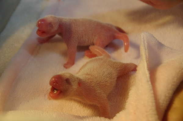 A pair of female twin pandas is born in Chengdu Research Base of Giant Panda Breeding on September 16, 2015. (Photo/chinadaily.com.cn) A pair of female twin pandas is born in Chengdu Research Base of Giant Panda Breeding on September 16, 2015. (Photo/chinadaily.com.cn)